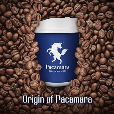 Pacamara Coffee Roaster Thonglor 25 coffee