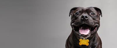 Joe The Dog Coffee in ON K1N 7C6
